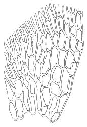 Campyliadelphus stellatus, alar cells. Drawn from A.J. Fife 8570, CHR 464917.
 Image: R.C. Wagstaff © Landcare Research 2014 